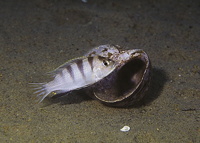 Maylandia lanisticola 'Luwala Reef'